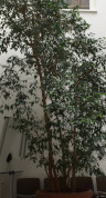 Ficus AG Pfaffenhofen